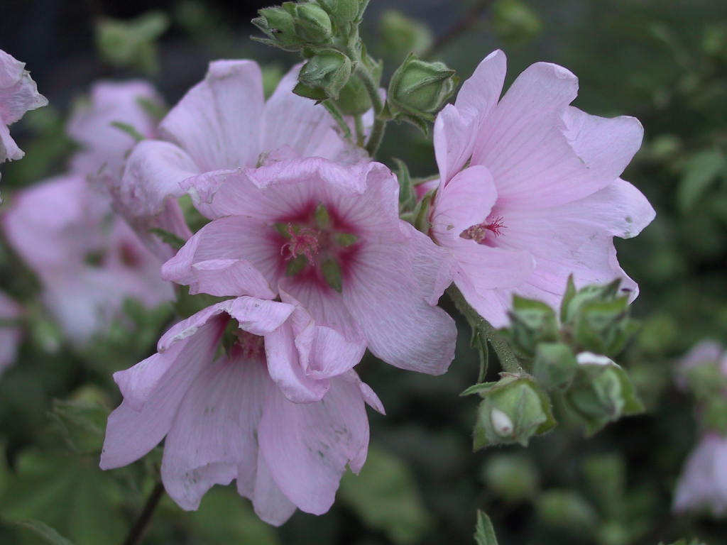 Lavatera thuringiaca Barnsley 02.jpg